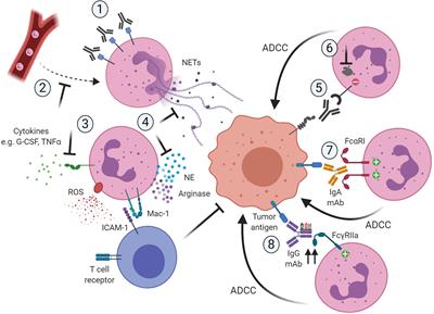 Plasticity in Pro- and Anti-tumor Activity of Neutrophils: Shifting the Balance